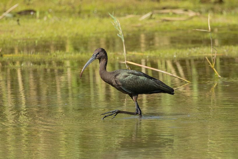 Ibis noir par Ted Fronik