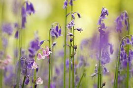 Glockenblumen im Garten von Schloss Oud-Poelgeest.