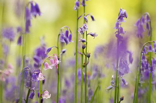 Boshyacinten in de tuin van kasteel Oud-Poelgeest. 