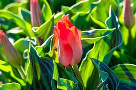 tulip field, Holland by Jan Fritz