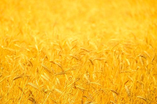 Graanveld met rijpe aren tijdens de zomer