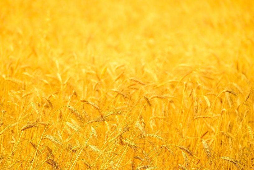 Wheat field with ripe ears during summer by Sjoerd van der Wal Photography