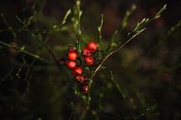 Berries in autumn