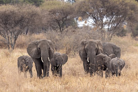 La famille d'éléphants sur Yves Dohmen