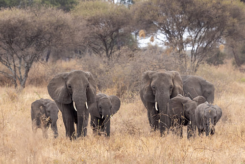 The Elephant Family