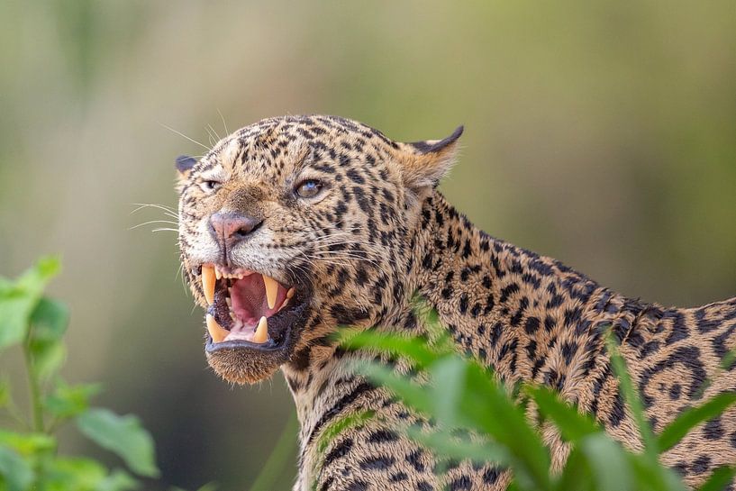 Angry jaguar by Hillebrand Breuker