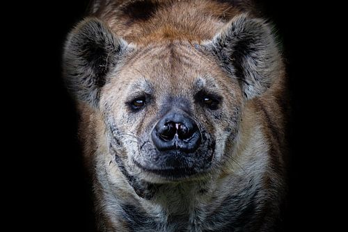 Foto van een nieuwsgierige hyena