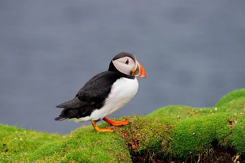 Puffin