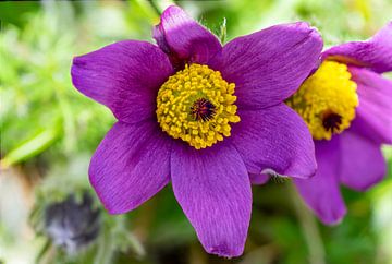 Violette fleurie dans le jardin sur Animaflora PicsStock