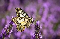 Swallowtail on lavender