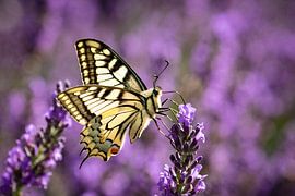 Koninginnepage op lavendel van Davy Van den Eynden