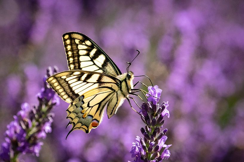 Swallowtail on lavender by Davy Van den Eynden