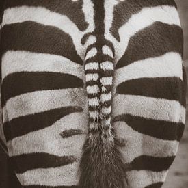 Zebra van Wilma Meurs