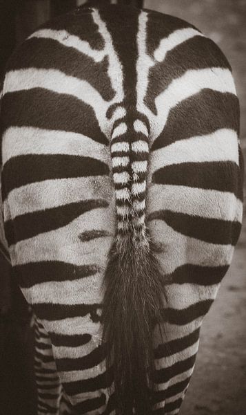 Zebra by Wilma Meurs