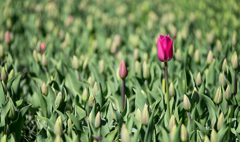 Pink Tulip by Gerda Hoogerwerf