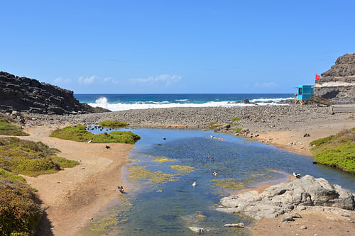 Lagune côtière au bord de l'Atlantique, avec des canards à bec noir et une cabine de sauvetage