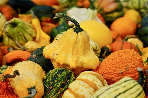 Sierpompoenen in de herfst