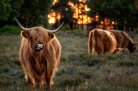 Zonsndergang met Schotse Hooglanders uit het Gooi van Dennisart Fotografie thumbnail