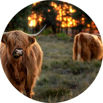 Zonsndergang met Schotse Hooglanders uit het Gooi