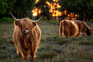 Sunset with Scottish Highlanders from the Throw by Dennisart Fotografie