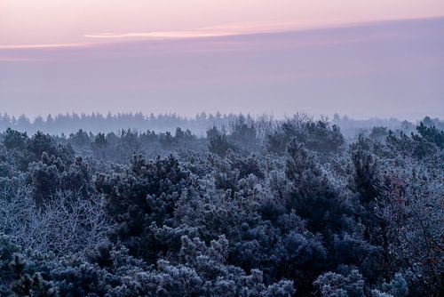 Forest edge Icy en Purple Morning Mist