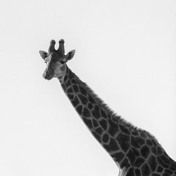 Ich bin eine Giraffe