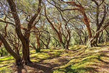 Ancient olive grove in the sunlight