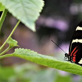 Schöner Schmetterling von Nikkie Fotografie