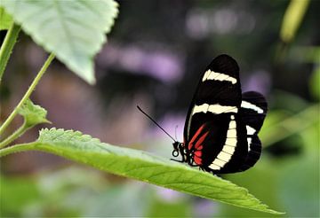 Prachtige vlinder van Nikkie Fotografie