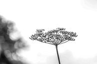 HOGWEED OOSTVAARDERSPLASSEN by SchippersFotografie thumbnail