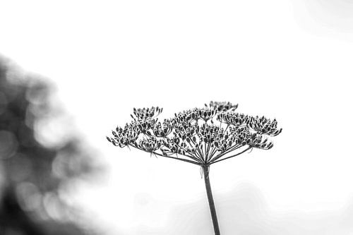 HOGWEED OOSTVAARDERSPLASSEN