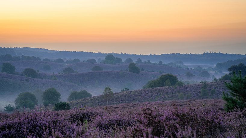 Blühendes Heidekraut vor Sonnenaufgang von Alvin Aarnoutse
