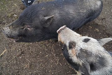 1jährige Minischweine im Garten