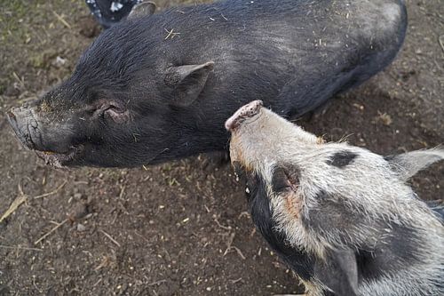 1 jaar oude minivarkens in de tuin