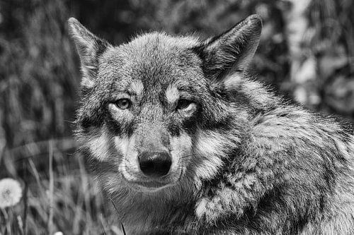 Wolf zwart-wit