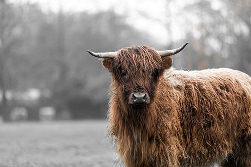 Schottischer Hochlandbewohner