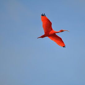 Rode Ibis von Bertus Mekes