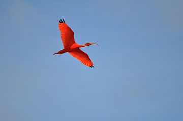 Rode Ibis von Bertus Mekes