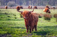 Scottish Highlander