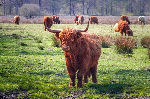 Schottischer Highlander