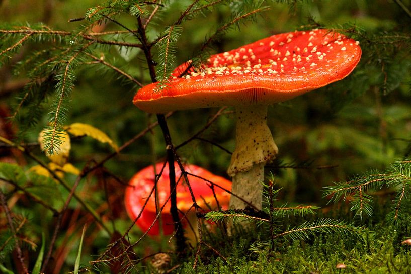 Deux champignons par Heike Hultsch