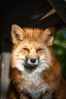 Vos in de natuur
