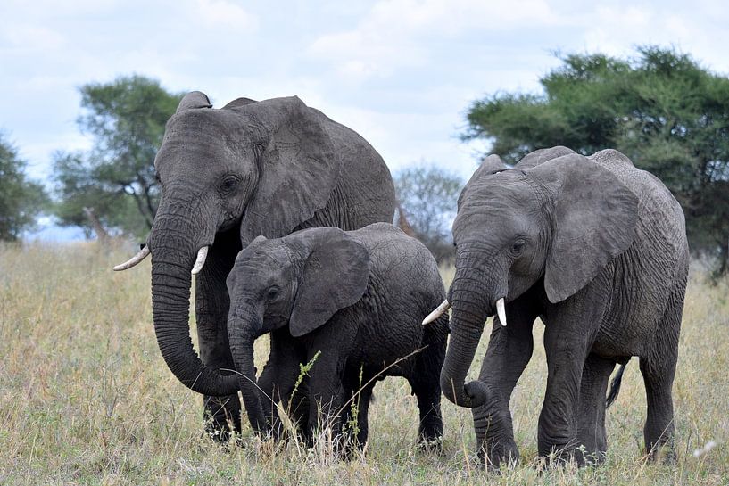 Three pachyderms by Wiltrud Schwantz