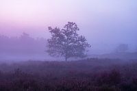 lonely tree in the fog.