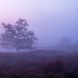 einsamer Baum im Nebel. von Enrique De Corral