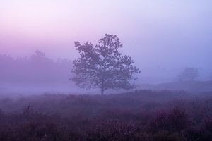arbre solitaire dans le brouillard. sur Enrique De Corral