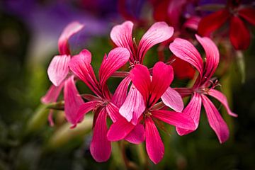 Red Geraniums by Rob Boon