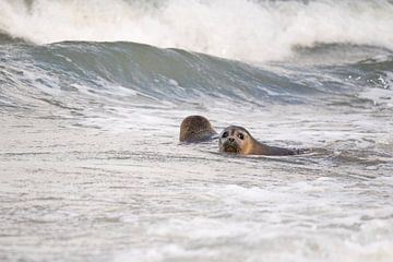 phoques dans la mer sur Annelies Cranendonk