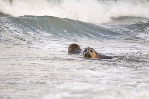 phoques dans la mer sur Annelies Cranendonk