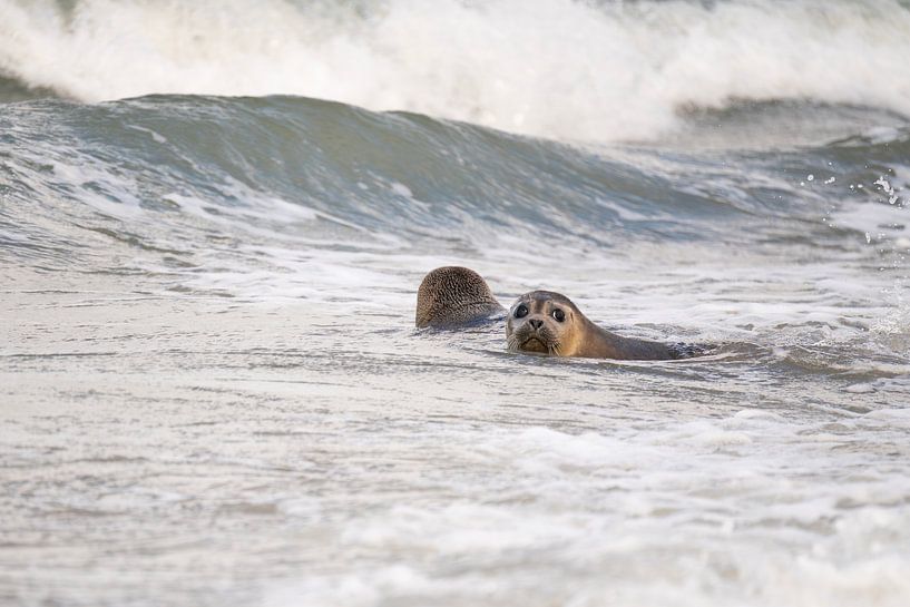 seals in the sea by Annelies Cranendonk